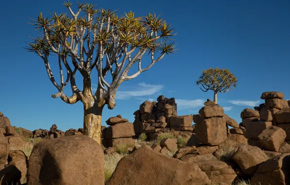 Небо, деревья, пейзаж, камни, Африка, Намибия
