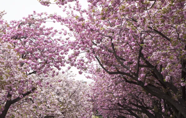 Картинка деревья, вишня, сакура, Парк, цветение