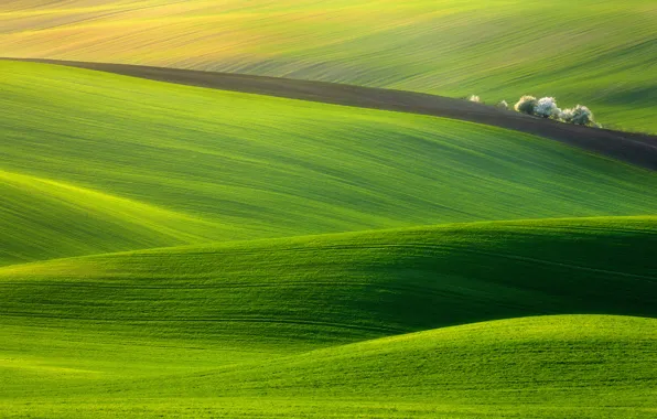 Картинка поле, трава, природа, зеленый, луг, Пейзаж