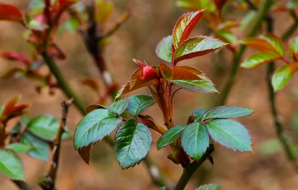 Leaf, plant, twig