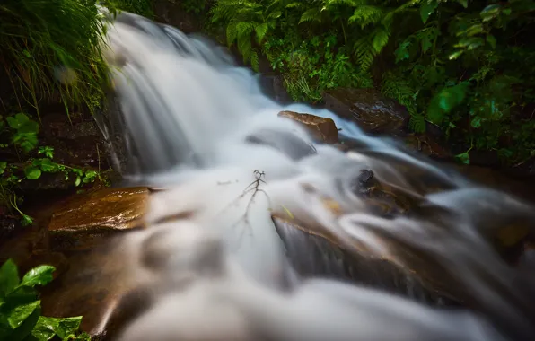 Камни, водопад, поток, папоротник