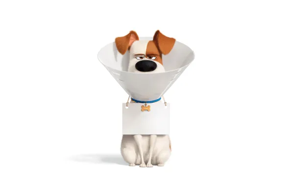 Взгляд, пёс, Тайная жизнь домашних животных 2, The Secret Life of Pets 2