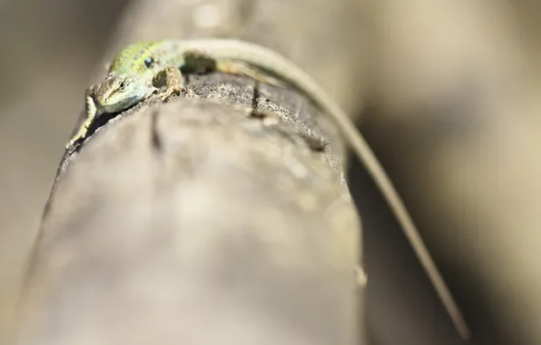 Природа, фон, ящерица