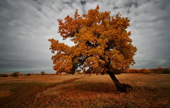 Поле, осень, пейзаж, природа, дерево