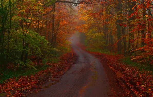 Картинка дорога, осень, лес, деревья, Англия
