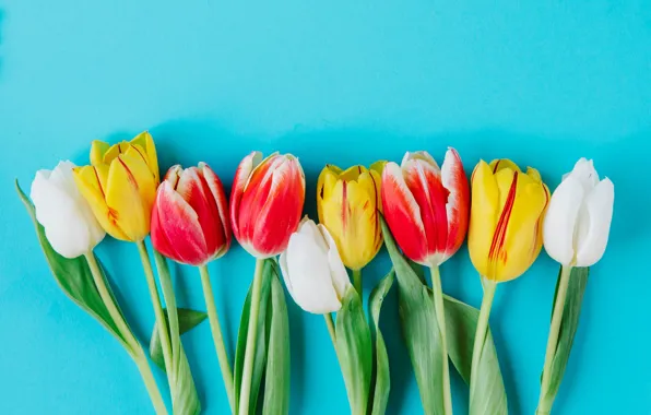 Цветы, colorful, тюльпаны, fresh, flowers, tulips, spring