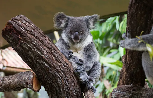 Green, happy, grey, leaf, native, mammal, marsupial, koala