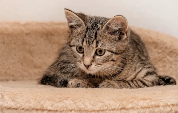 Кошка, котенок, мех
