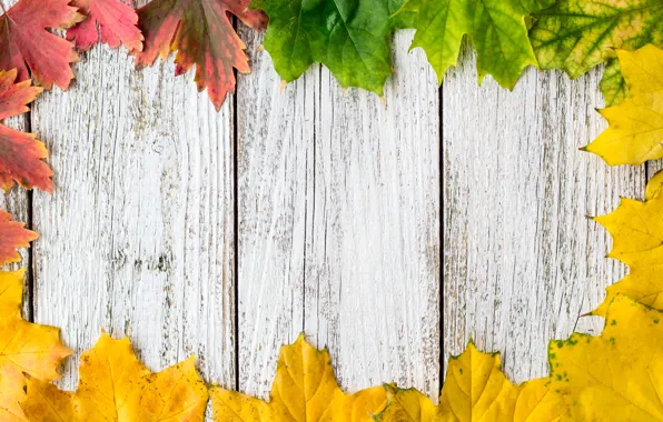 Картинка осень, листья, фон, colorful, клен, wood, autumn, leaves