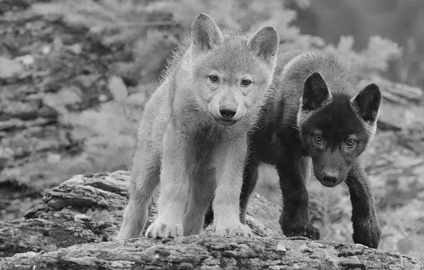 Predator, wolf, portrait, pups, portrait., Canis lupus. face