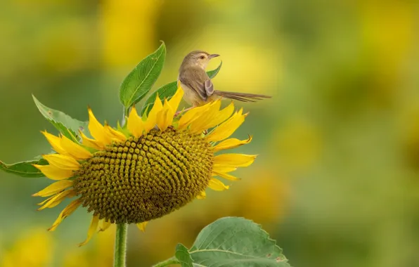 Природа, птица, подсолнух