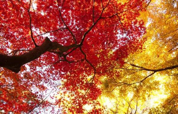 Картинка осень, листья, дерево, ствол, крона, багрянец