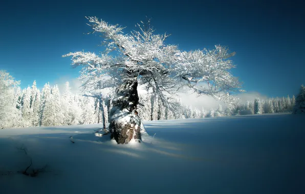 Зима, лес, снег, дерево, Германия, Бавария, Germany, Bavaria