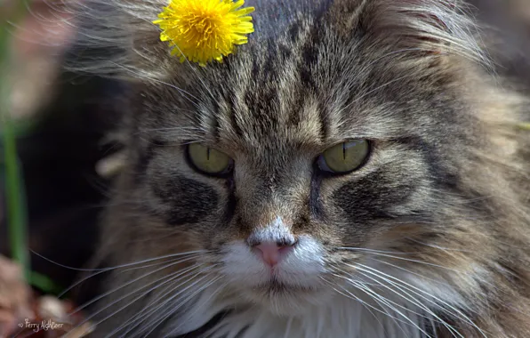Картинка кошка, цветок, кот, морда, одуванчик