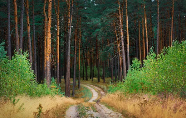 Дорога, лес, сосны