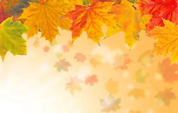 Осень, листья, желтые, кленовые
