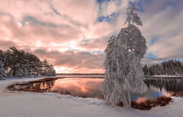 Снег, озеро, дерево, lake, snow, tree, зимний пейзаж, winter landscape