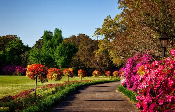 Картинка деревья, парк, красота, дорожка, лужайка, trees, park, beauty