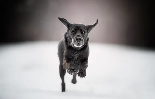 Картинка снег, собака, бег, прогулка, боке