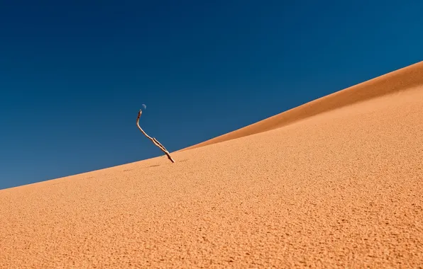 Деревья, пейзаж, природа, пустыня