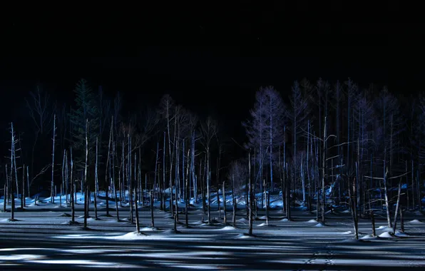Зима, лес, ночь