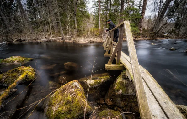 Картинка осень, лес, мост, река, камни, профиль, мужчина, мостик