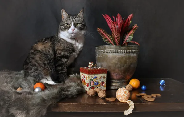 Кошка, кот, взгляд, шарики, поза, стол, серый, игрушки
