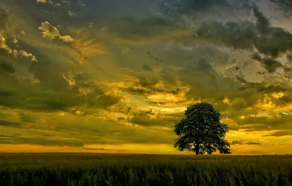 Поле, небо, закат, тучи, дерево