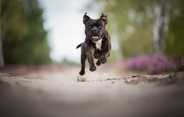 Jump, pretty, run