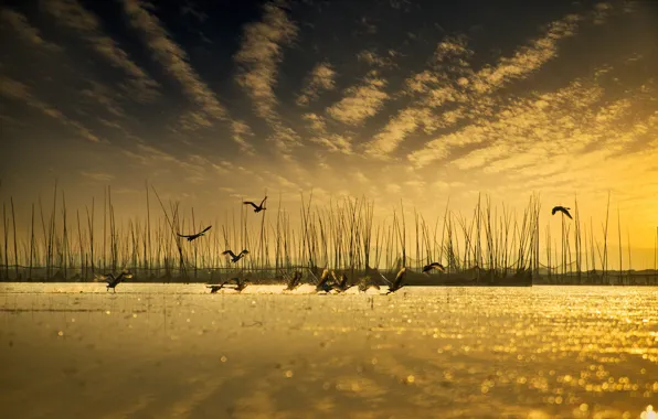 Картинка небо, вода, птицы, отражение