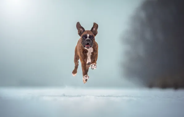 Картинка зима, собака, бег, полёт, Боксёр