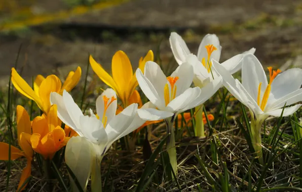 Flower, spring, crocus