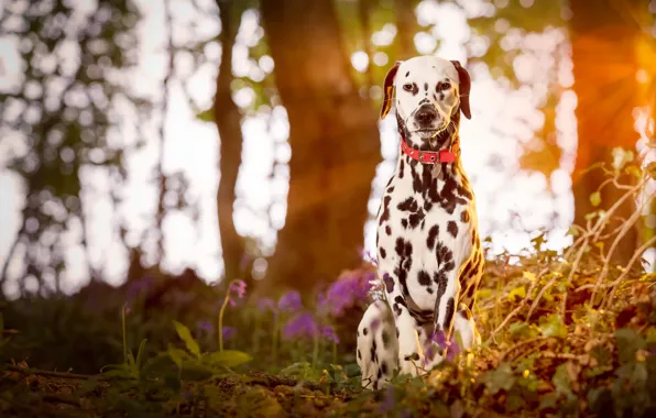 Картинка puppy, wood, dog, dalmatian