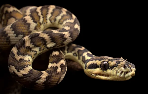 Snake, Morelia spilota variegata, Darwin Carpet Python