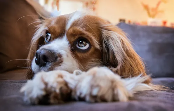 Картинка puppy, eyes, dog, look, cavalier
