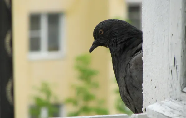 Картинка лето, дома, окно, голуби