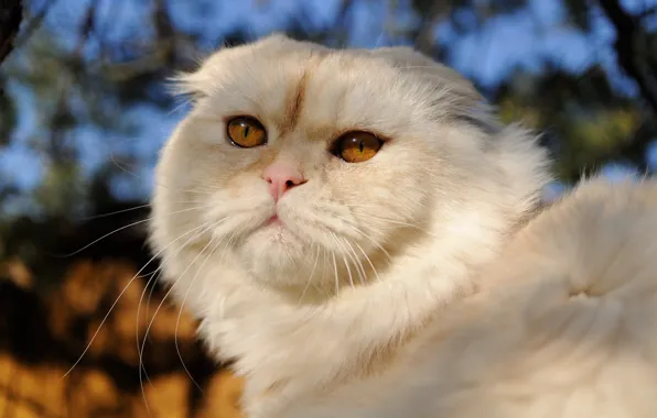 Кошка, кот, взгляд, морда, свет, фон, портрет, вислоухая