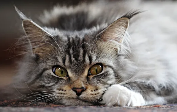 Картинка кот, серый, ушки, кисточки