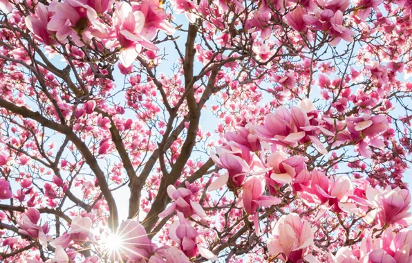 Цветы, дерево, весна, магнолия
