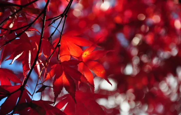 Осень, небо, листья, дерево, ветка, багрянец