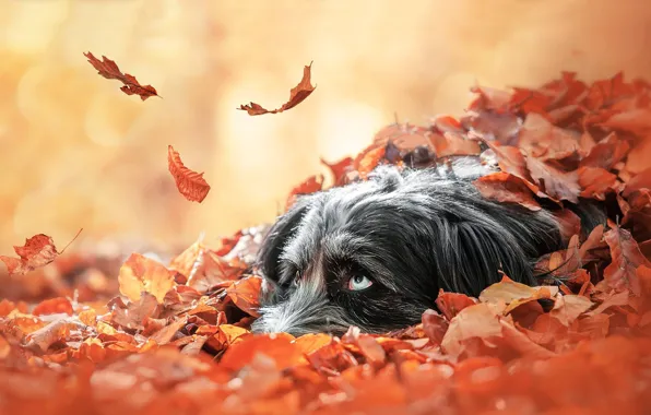 Картинка осень, взгляд, морда, листья, листва, собака