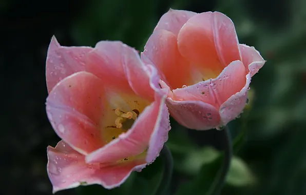 Картинка вода, капли, макро, роса, лепестки, тюльпаны