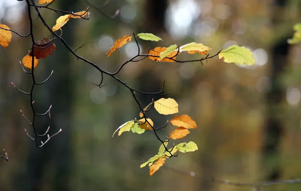 Картинка осень, листья, ветка