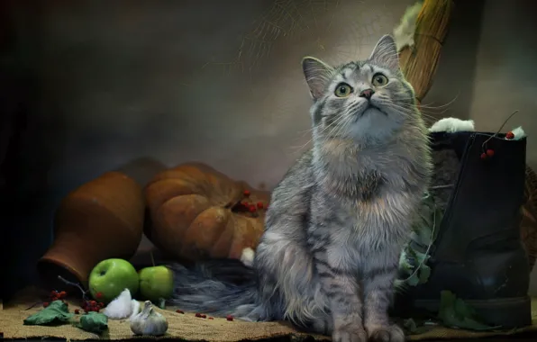 Картинка кошка, кот, взгляд, листья, животное, яблоки, паутина, тыква
