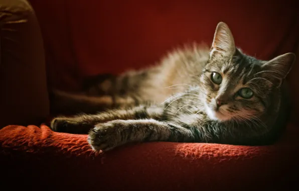 Картинка кошка, взгляд, кресло, серая, в полоску