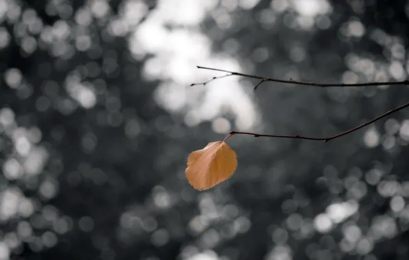 Осень, листья, природа