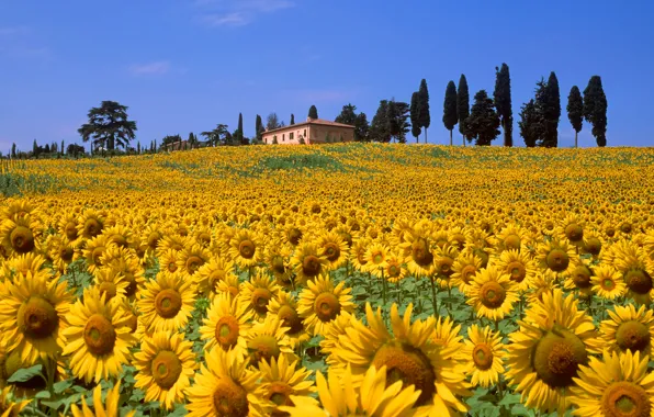 Картинка поле, небо, деревья, цветы, дом, холмы, подсолнух, Италия