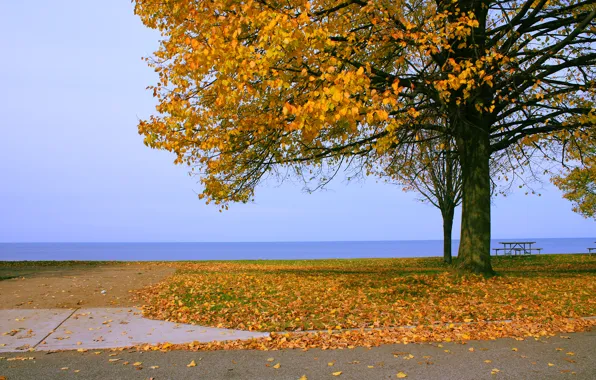 Картинка море, листья, дерево, Осень, горизонт, листопад, nature, yellow