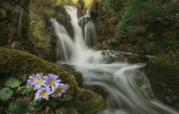 Лес, цветы, природа, камни, скалы, берег, течение, листва