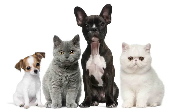 Картинка животные, собаки, коты